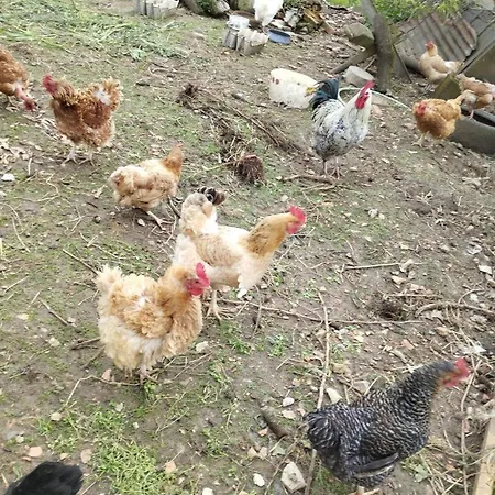 Chez Eugénie *